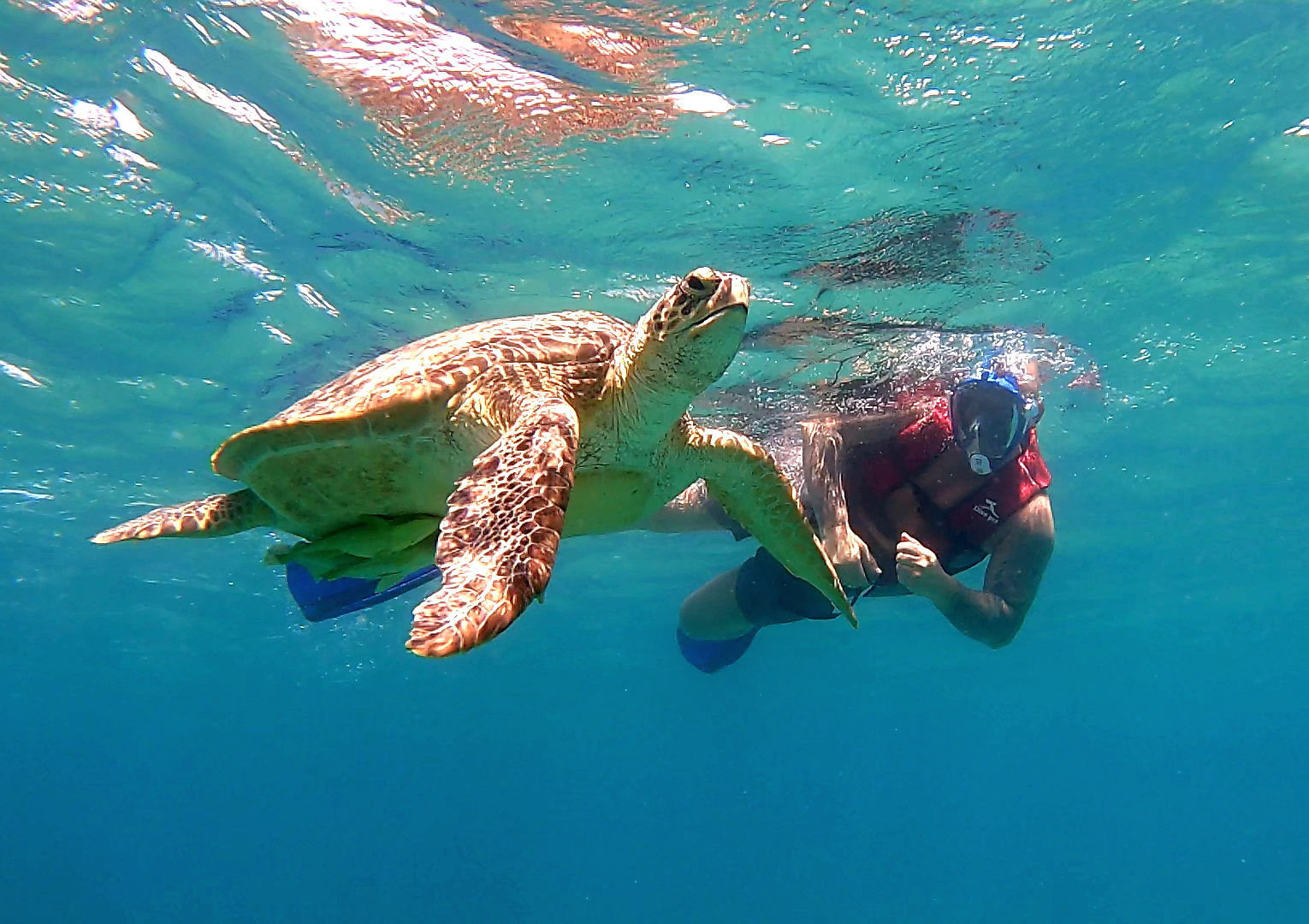 Marsa Mubarak (Țestoase și vaca de mare) + Scufundări